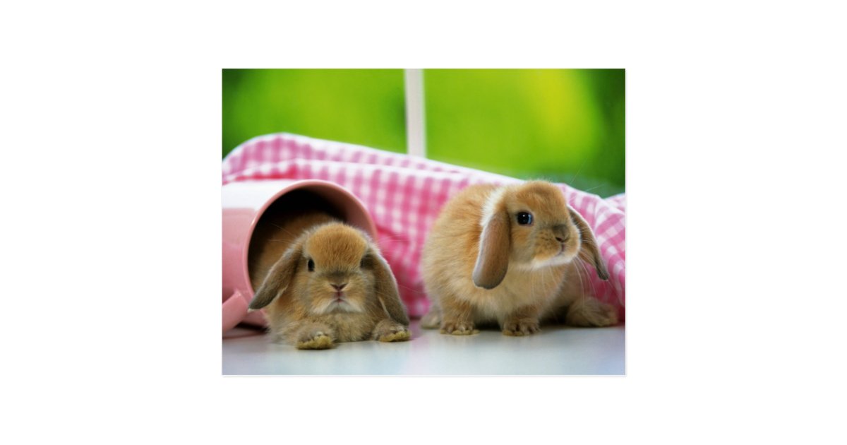 Some Bunny Loves Me Postcard Zazzle