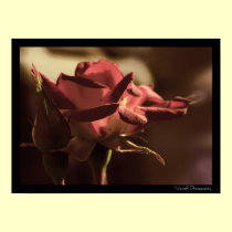 Some Roses for you posters
