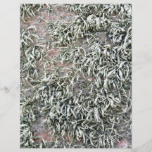 Some weird lichens on a rock flyers