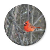 Some winter color refrigerator magnets