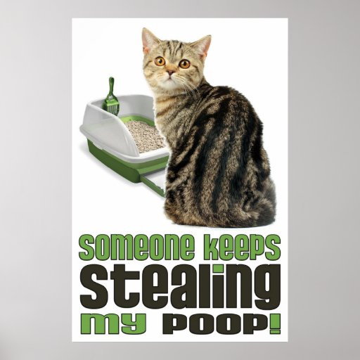 Someone Keeps Stealing My Poop cat lovers poster Zazzle