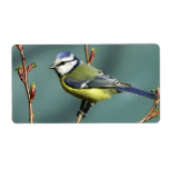 Song Bird