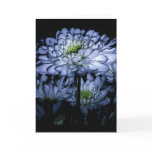 "Song of Eden" Card