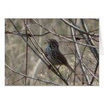"Song Sparrow 4" Card
