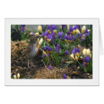 Song Sparrow and Crocus Flowers Cards