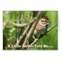 Song Sparrow Card by SuRi_Photography Song Sparrow Card