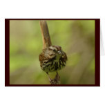 Song Sparrow Card