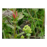 "Song Sparrow Fledgling" Greeting Cards