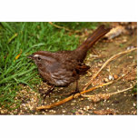 Song Sparrow