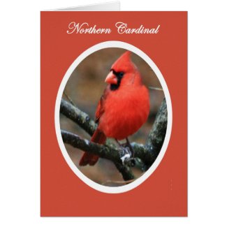 Songbird Collection Northern Cardinal Male