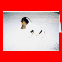 SonnyProfile cards
