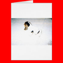 SonnyProfile cards