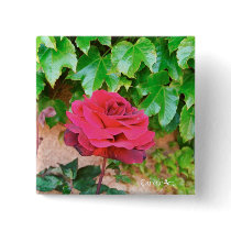 Sonoma Rose Pin buttons