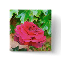 Sonoma Rose Pin buttons