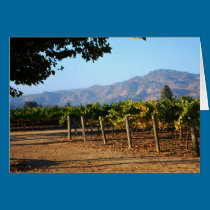 Sonoma Vines cards