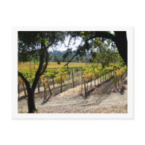 Sonoma Vineyard Post Cards