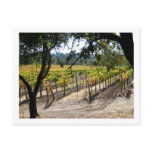 Sonoma Vineyard Post Cards