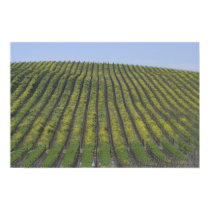 Sonoma Vineyard posters by pshaw_photo Sonoma Vineyard posters