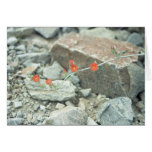 Sonoran Desert Blossoms Greeting Card or Note Card cards