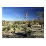 Sonoran Desert scene 01 Postcard