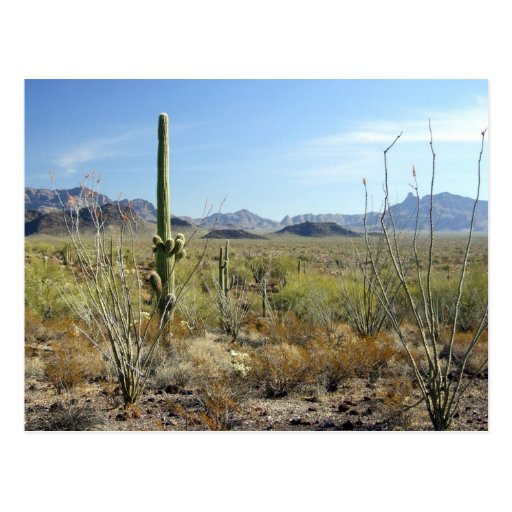 Sonoran Desert scene 09 Post Card