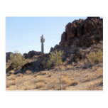 Sonoran Desert scene 11 Post Card