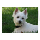 postcard - Dog