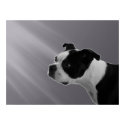 Sophie in the Sunlight - Print