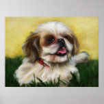 Sophie Shih Tzu posters