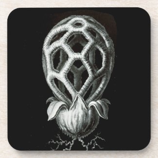 Sophisticated Ernst Haeckel fungi coaster