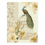 Sophisticated vintage Peacock & Cage Lily Postcard