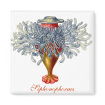 Sophonophorae Square Magnet