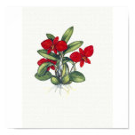 orchid, red, carmine