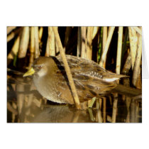 Sora Card by naturalphotos Sora Card