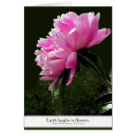 Sorbet Peony Card