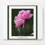 nature, flora, plants, peonies, quototaion,