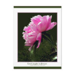 nature, flora, plants, peonies, quototaion,