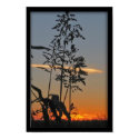 Sorghum at Sunset posters