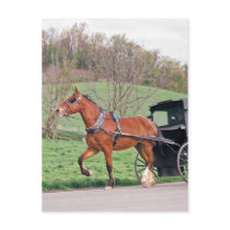 Sorrel Amish Horse Post Cards