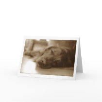 sorry greeting cards