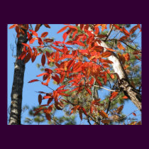 Sourwood Leaves in Autumn posters by naturegirl7 Sourwood Leaves in Autumn posters