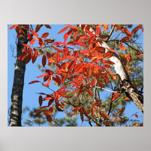 Sourwood Leaves in Autumn print