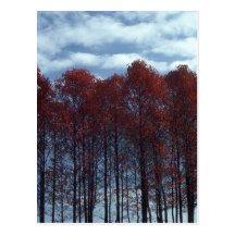 Sourwood Trees postcard