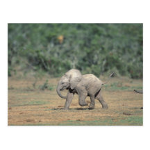 South Africa, Addo Elephant Nat'l Park. Baby Post Cards