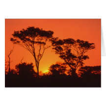 South Africa.  African sunset. Greeting Card