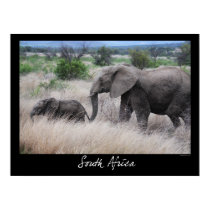 South Africa Elephants posters
