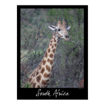 South Africa Giraffe posters