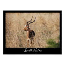South Africa - Impala posters
