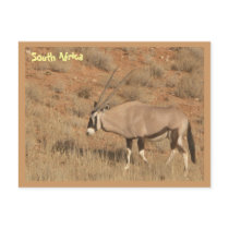 South Africa postcards by tjorras South Africa postcards