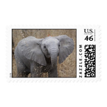 South African Baby Elephant Postage